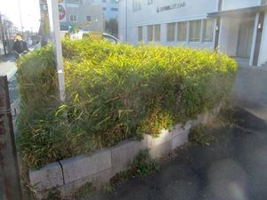 植え込み手入れ前.jpg