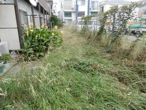 アパート草刈4−1.JPG.jpg