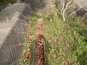 側溝清掃1.JPG.jpg